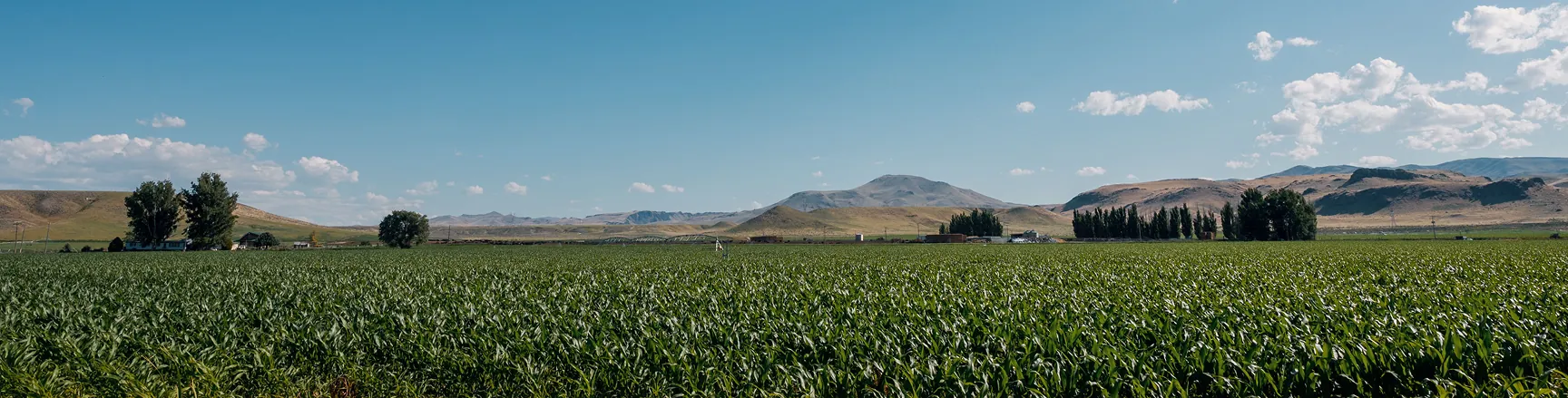 Boise valley field and foothills landscape